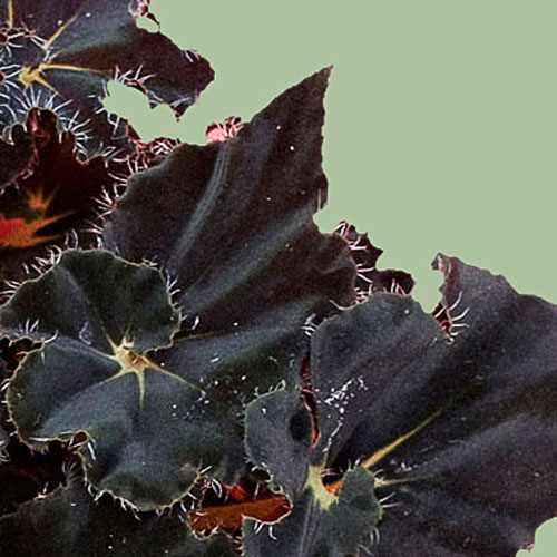 B. ‘Dark Mambo’